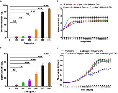 Gymnemic Acids Inhibit Adhesive Nanofibrillar Mediated Streptococcus gordonii–Candida albicans Mono-Species and Dual-Species Biofilms